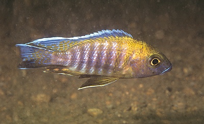 Aulonocara jacobfreibergi 'Mumbo Island'